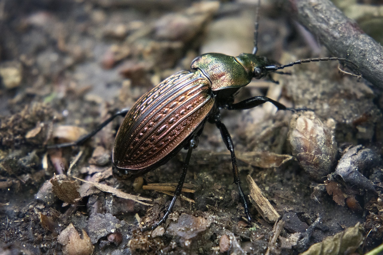 How Climate Change Drives Beetle Population Booms